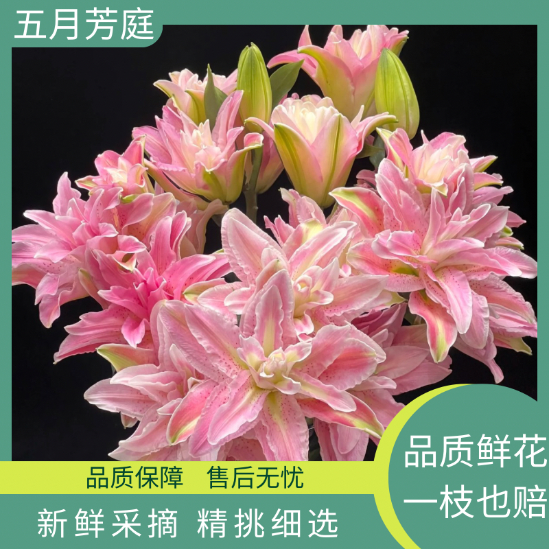 超大单头【红蜜糖】重瓣百合#鲜花高级稀缺小众花材花束多头鲜花