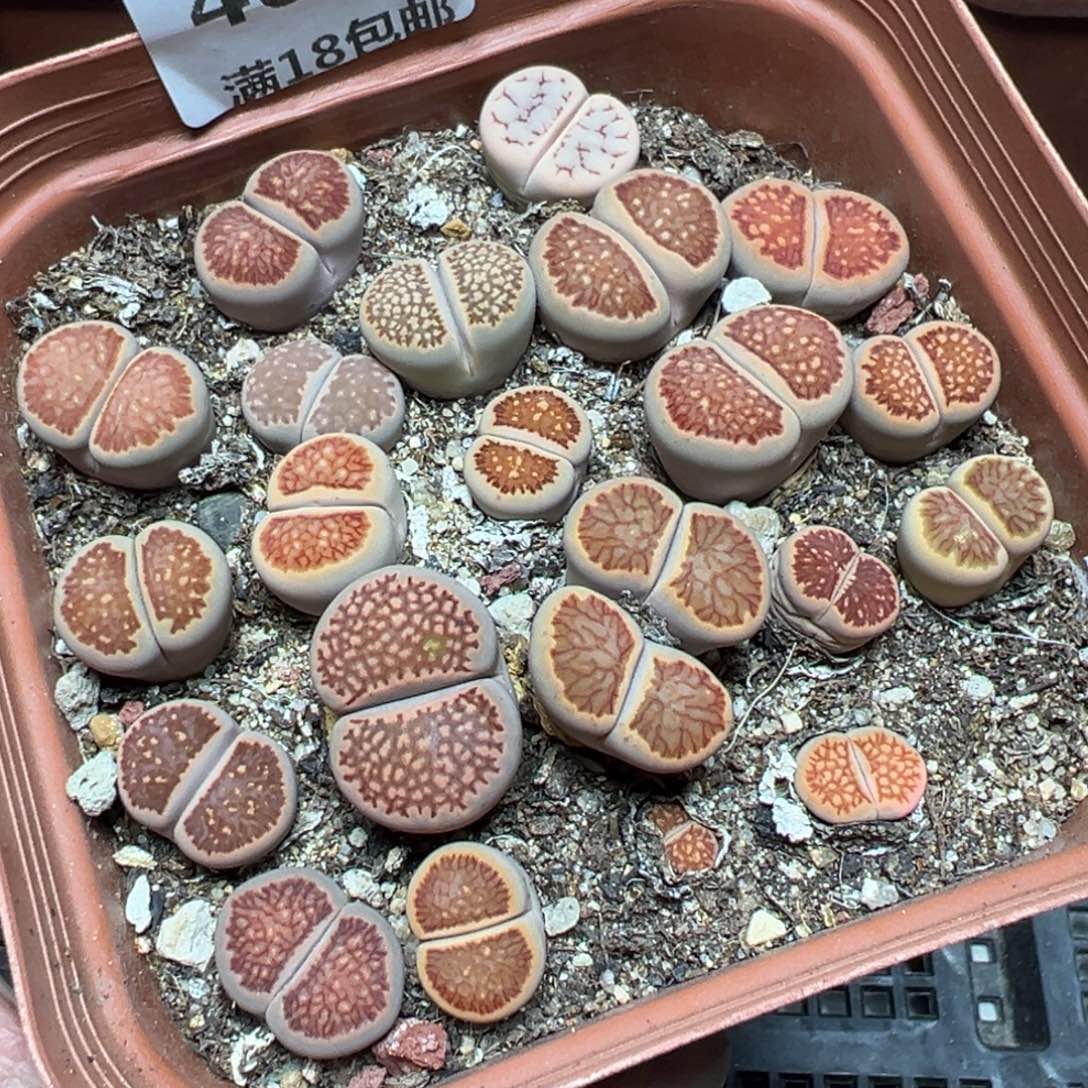 【闪购商品】 406。     