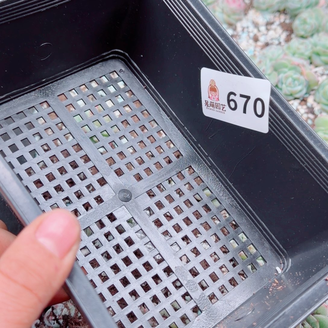 浅***浅多肉植物多肉植物