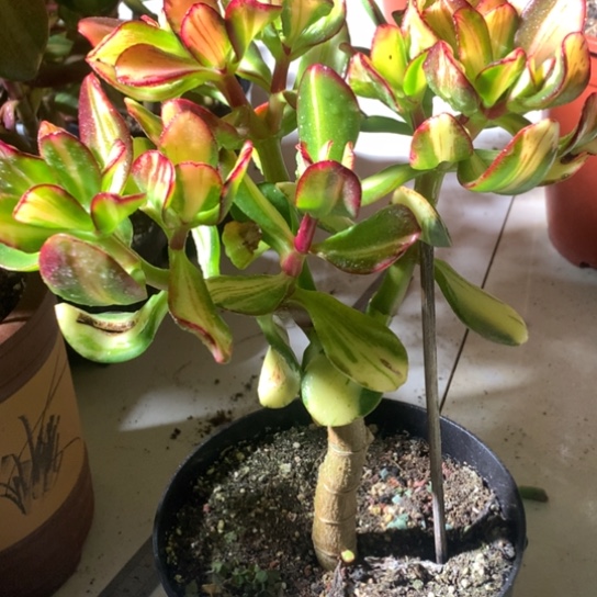 060卷叶脱土发货