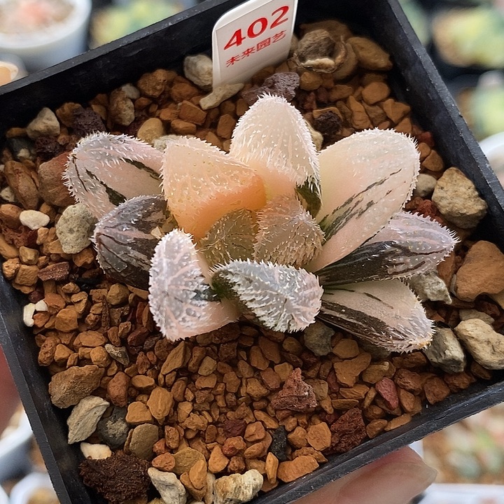 402狼蛛玉露锦一物一拍