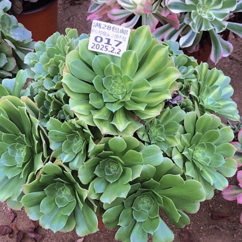2.2-17绿羊绒多肉植物