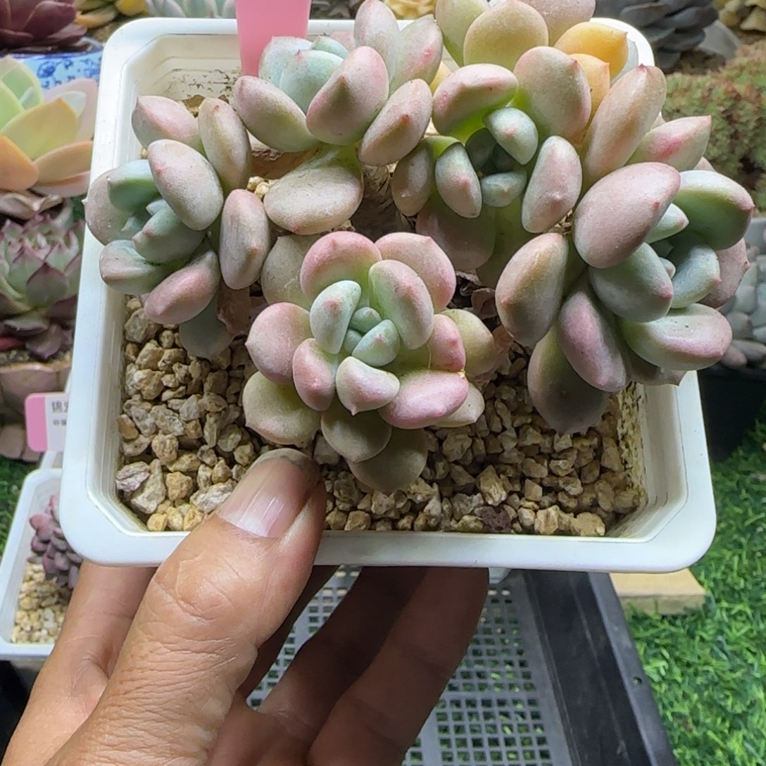 锦安精品多肉植物204