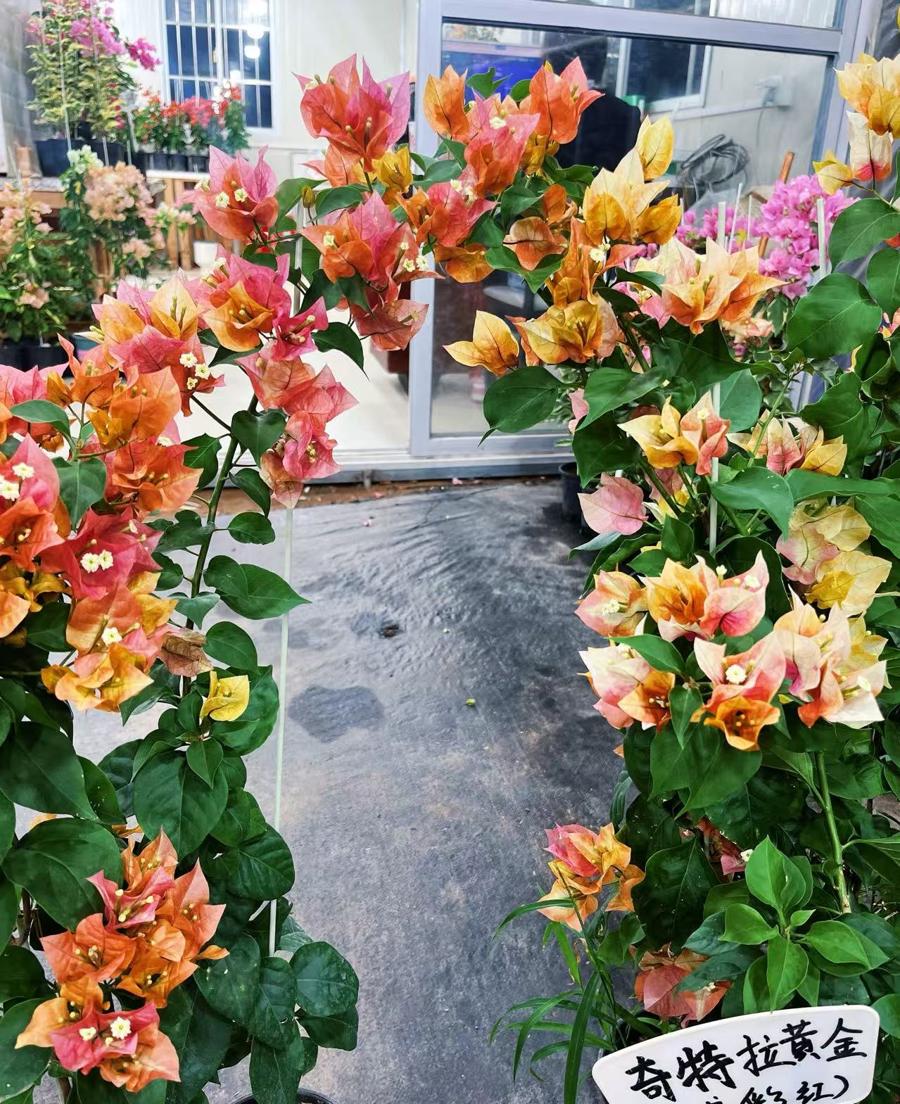 {奇特拉黄金} 嫁接盆苗 爬藤飘枝垂吊