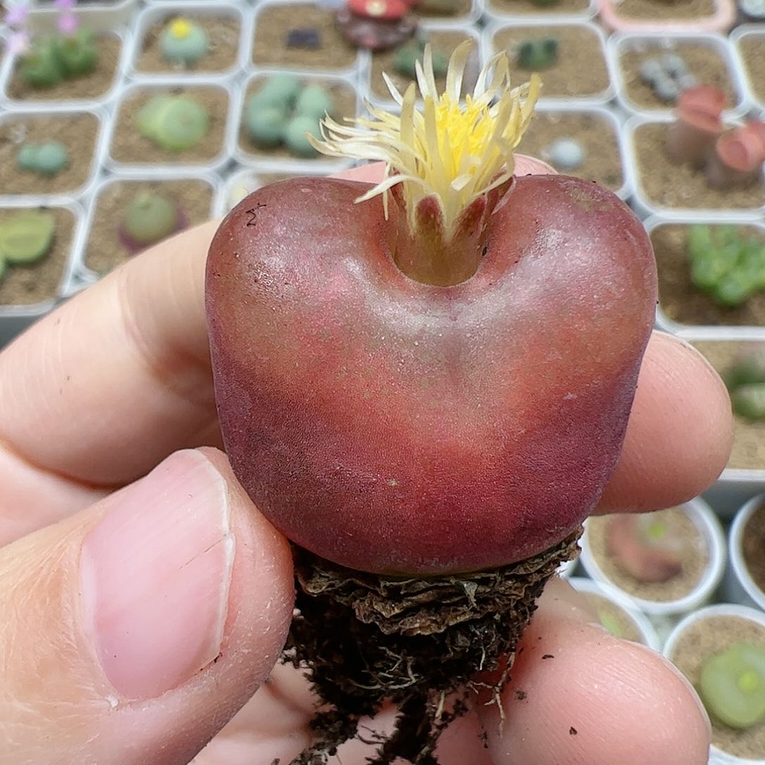 【闪购商品】98 水蜜桃