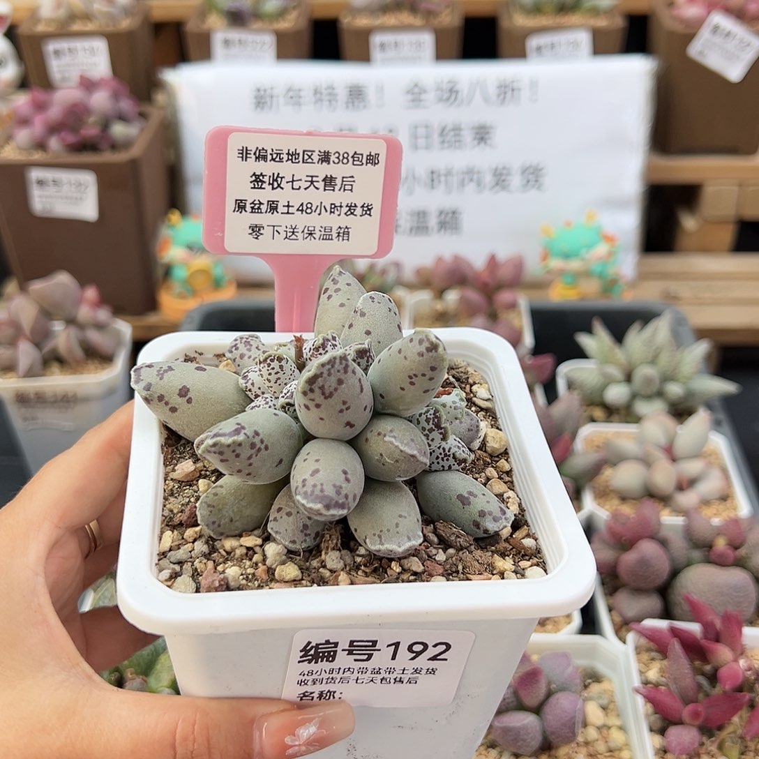 192白肌海豹多肉植物