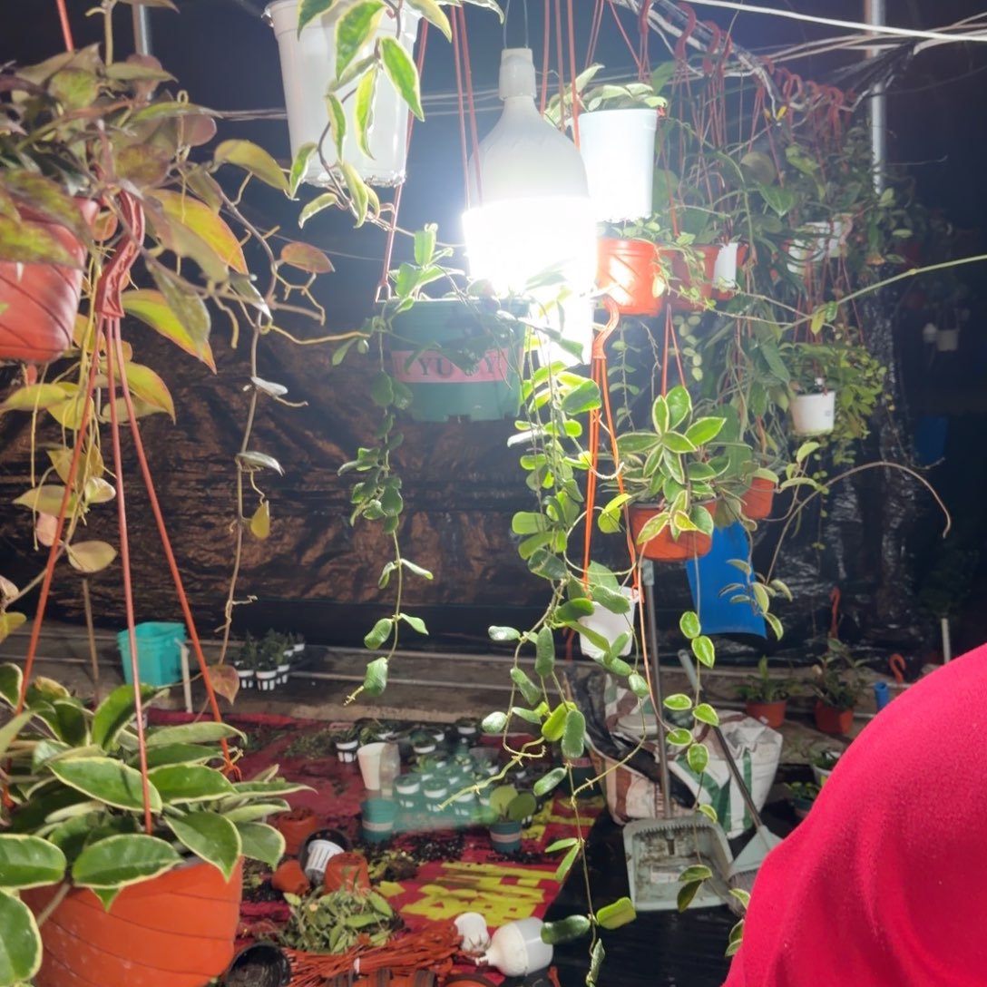 浩***浩无花朵绿叶外锦球兰