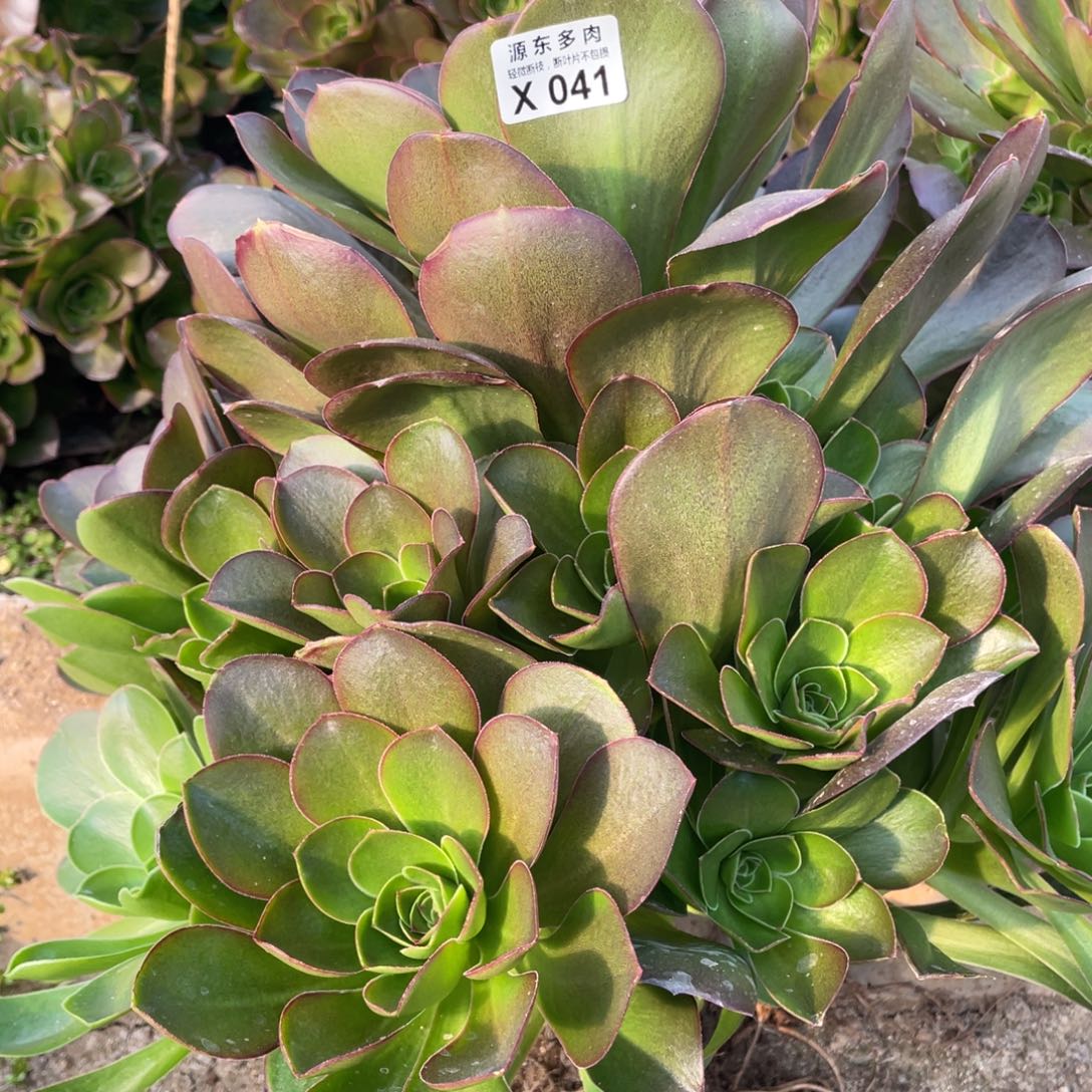 041魅金玫瑰多肉法师断枝不包