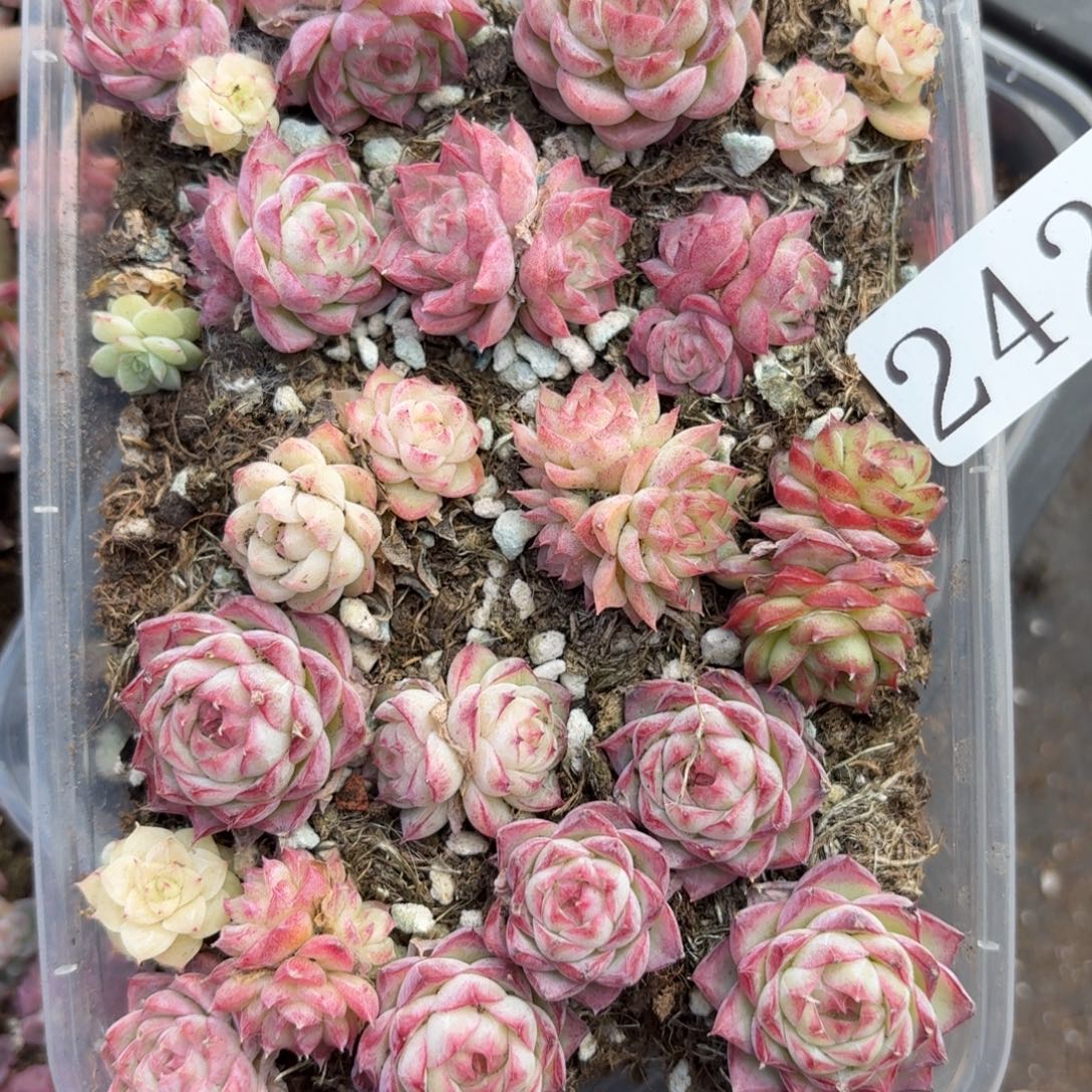 多肉植物多肉植物242