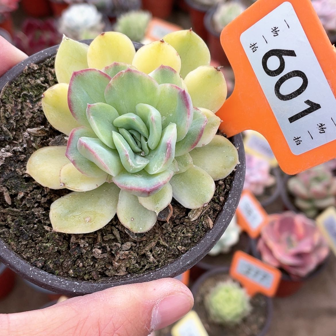 【闪购商品】601号