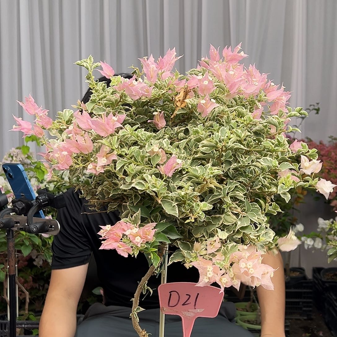 用***7当前无花栽培后可以开花D21少女心