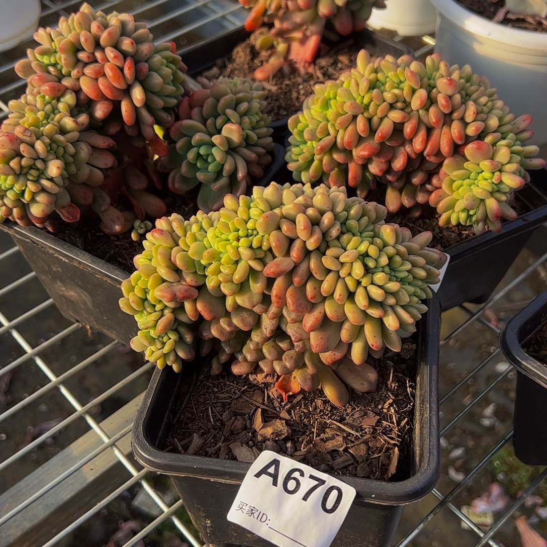 香奈儿缀化多肉植物