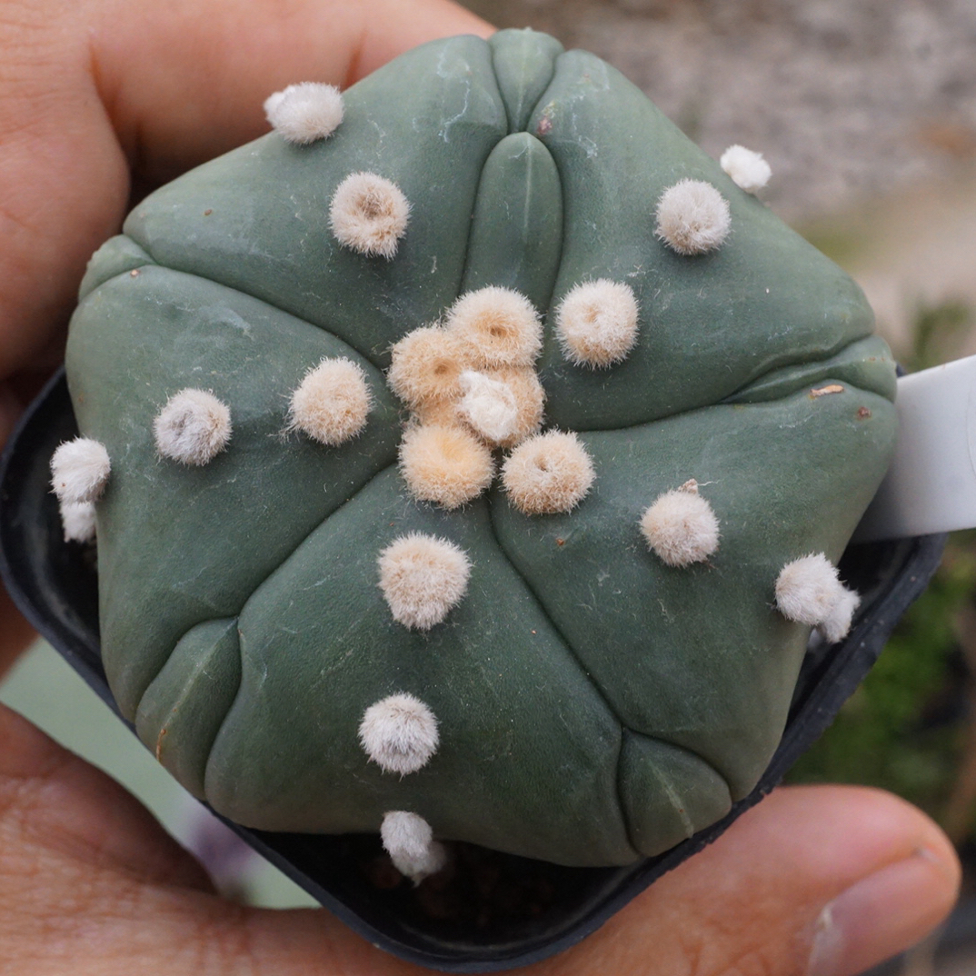 锁石多肉五棱大绒点复隆兜泰系实生5.7公分一物一拍