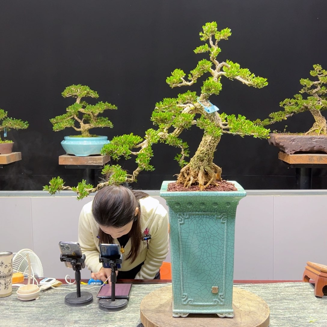 黄杨盆景老桩四季长青