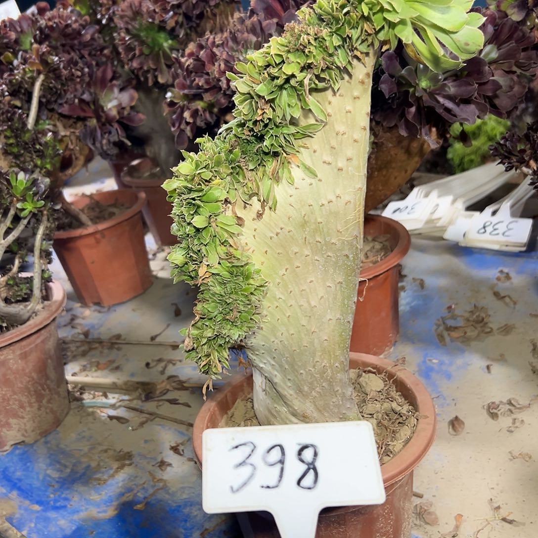 多肉植物原始绿缀花398