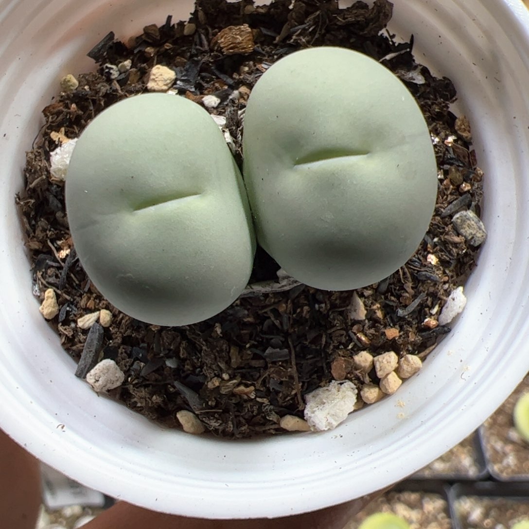 【闪购商品】316 鸽子蛋双头