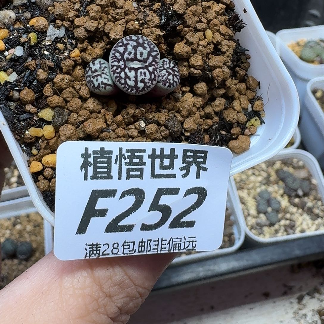 多肉植物的润泽ghn