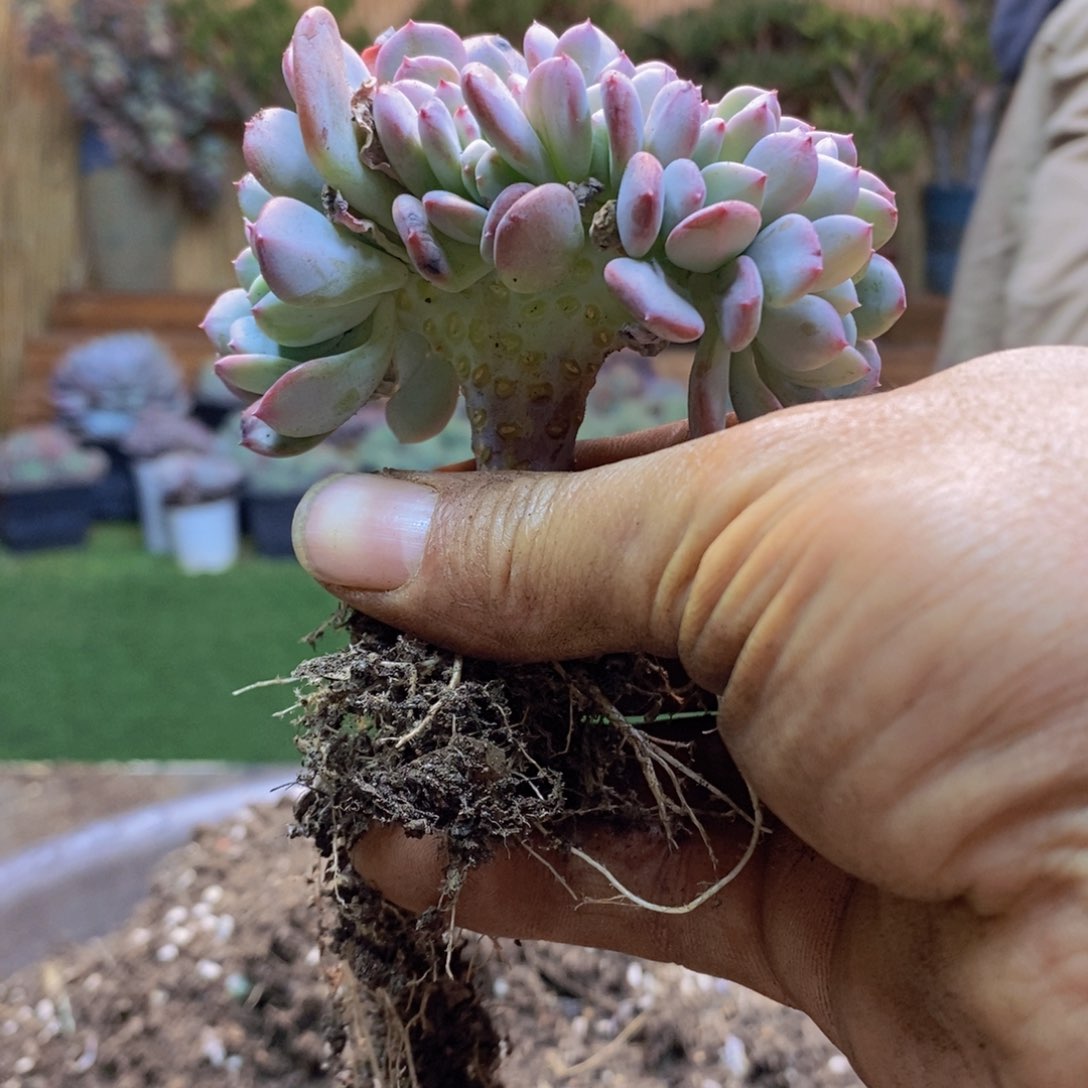 舍*F55号玛瑙缀多肉