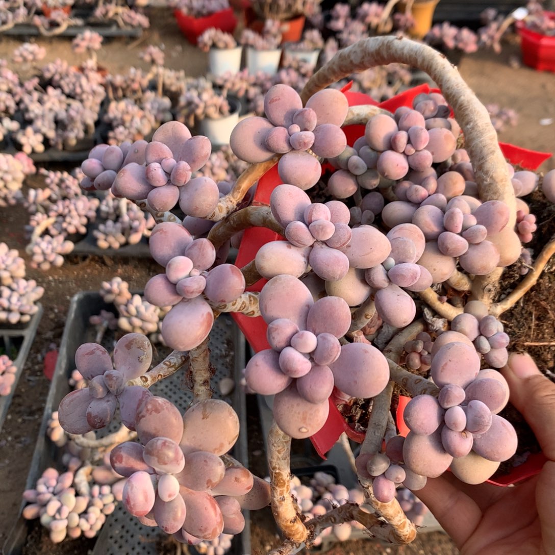 桃蛋老桩不带盆46号