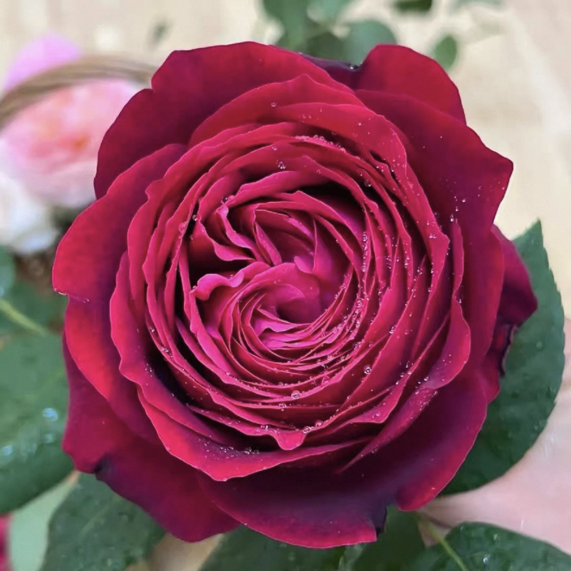 詹尼斯月季  红色浓香大花勤花多季重复开花抗病好养盆栽