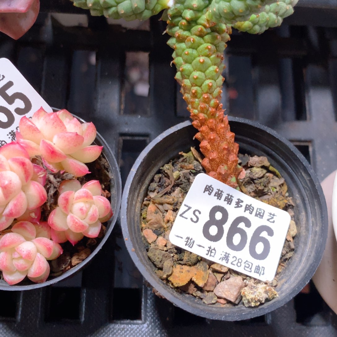 5CM拇指盆精控多肉ZS866