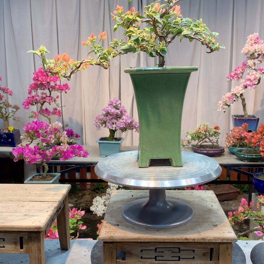 大量花朵（建议范围：8朵-15朵 或40%以上）