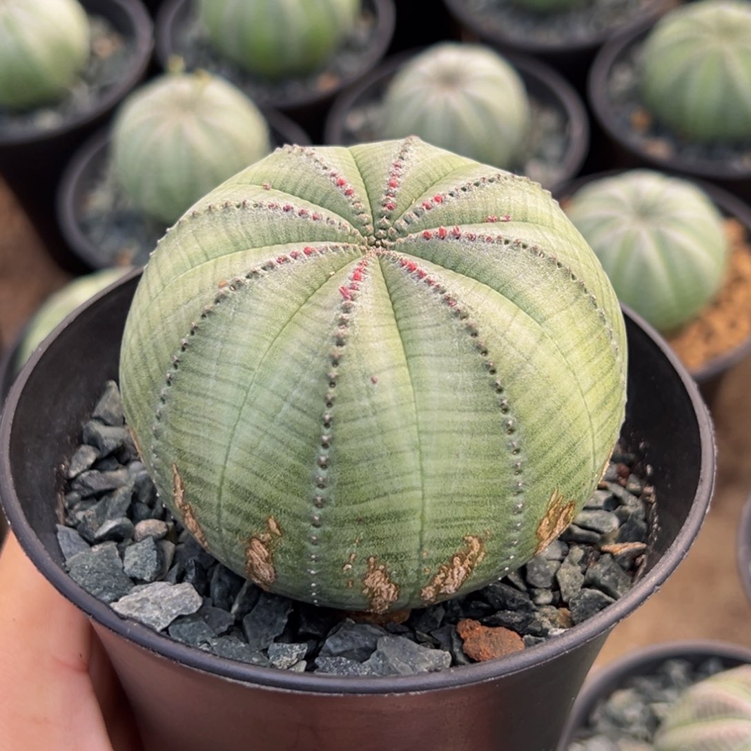 m超大号锈斑布纹球