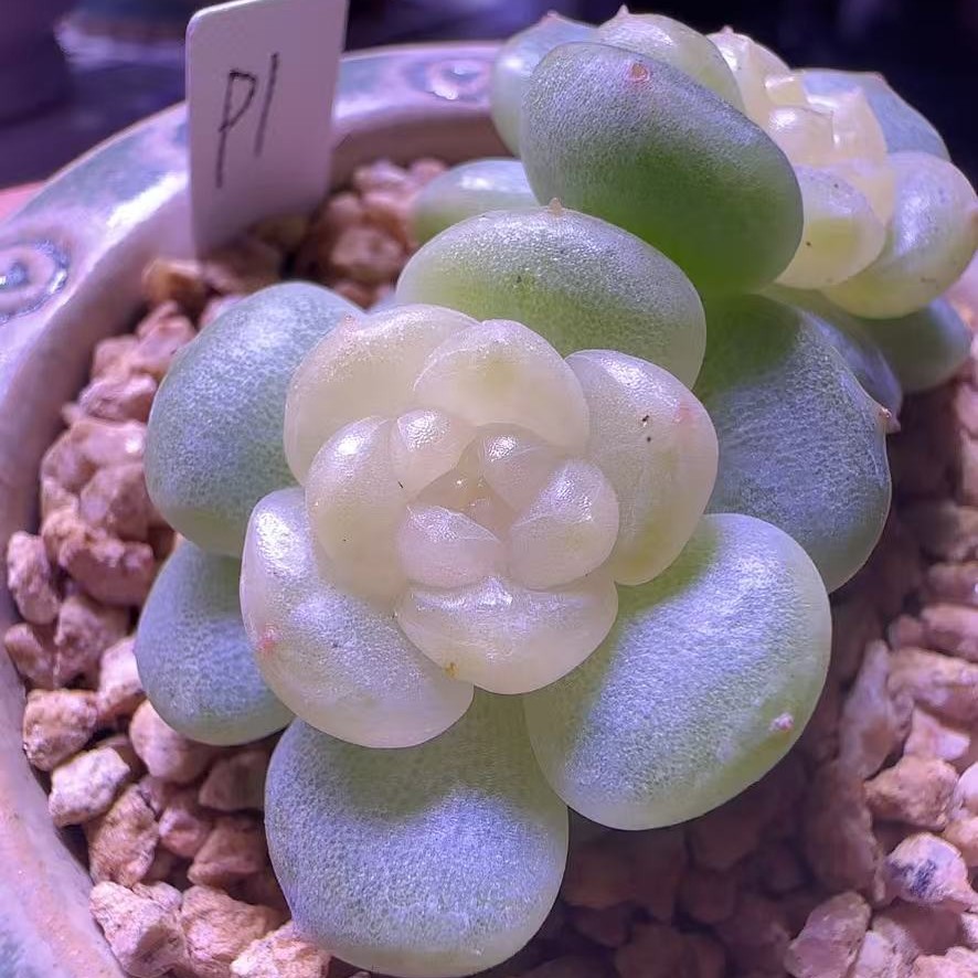 玄玄子P1多肉母本图