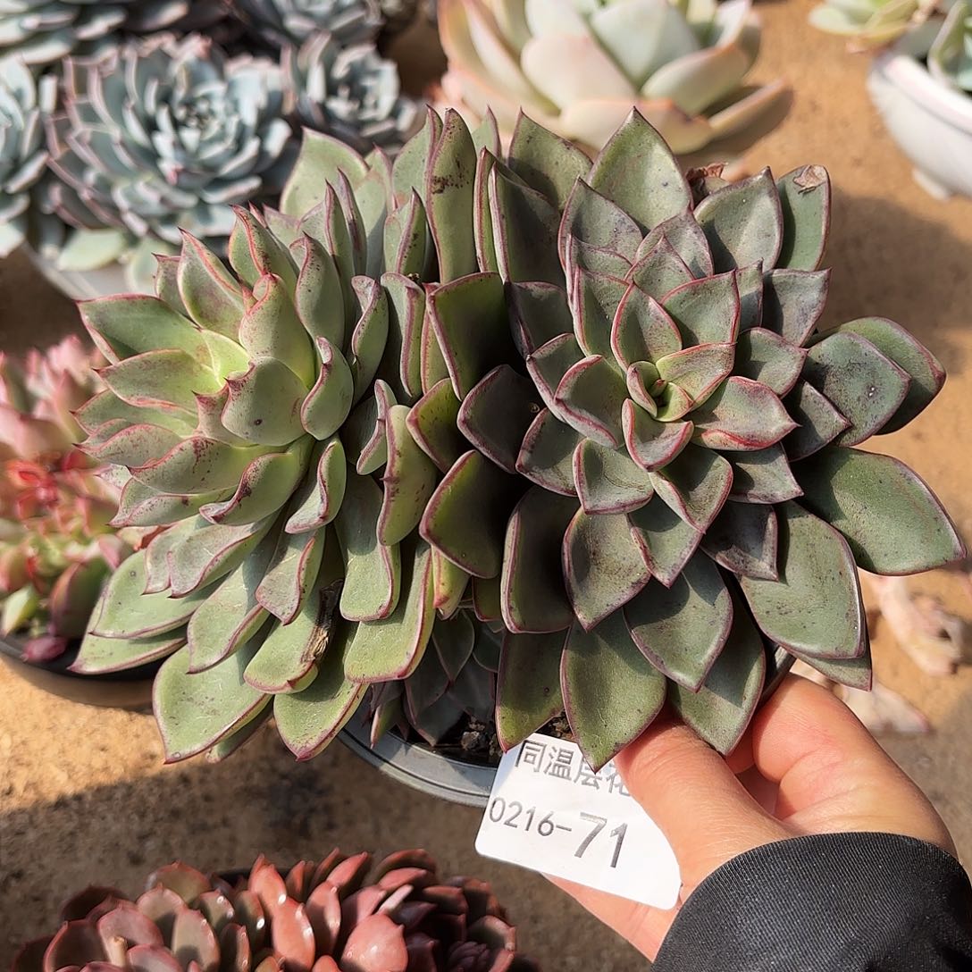 同温层多肉里加71
