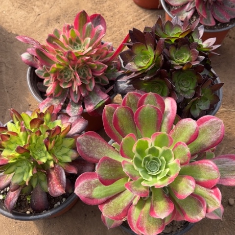 121多肉植物组合