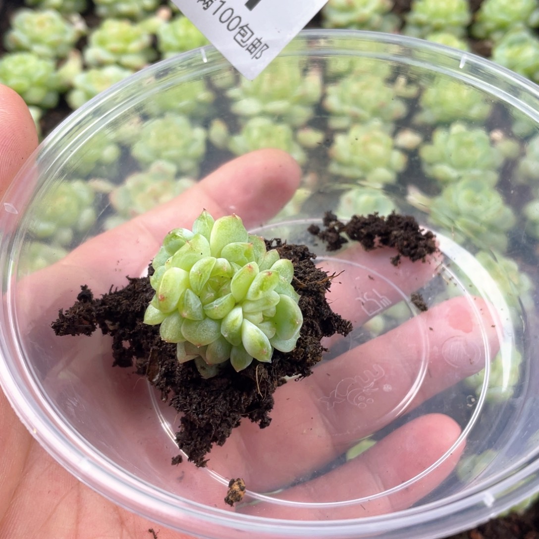 根***醒优选珍妮一物一拍091