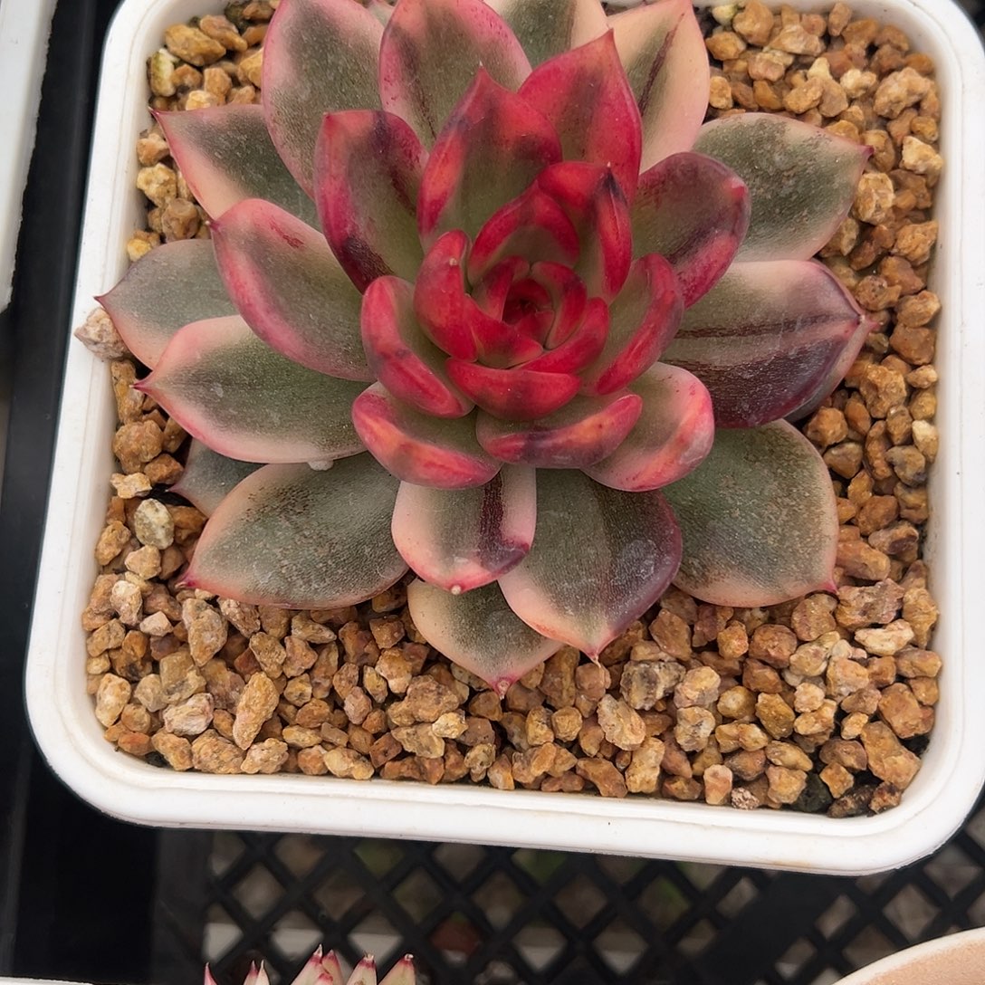 火焰玫瑰锦多肉植物