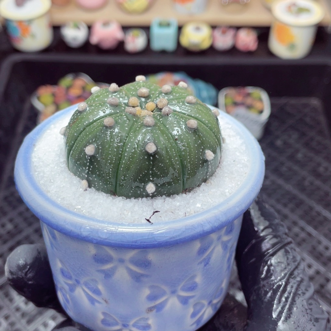 w1155--带盆土发货，零下地区拍保温箱