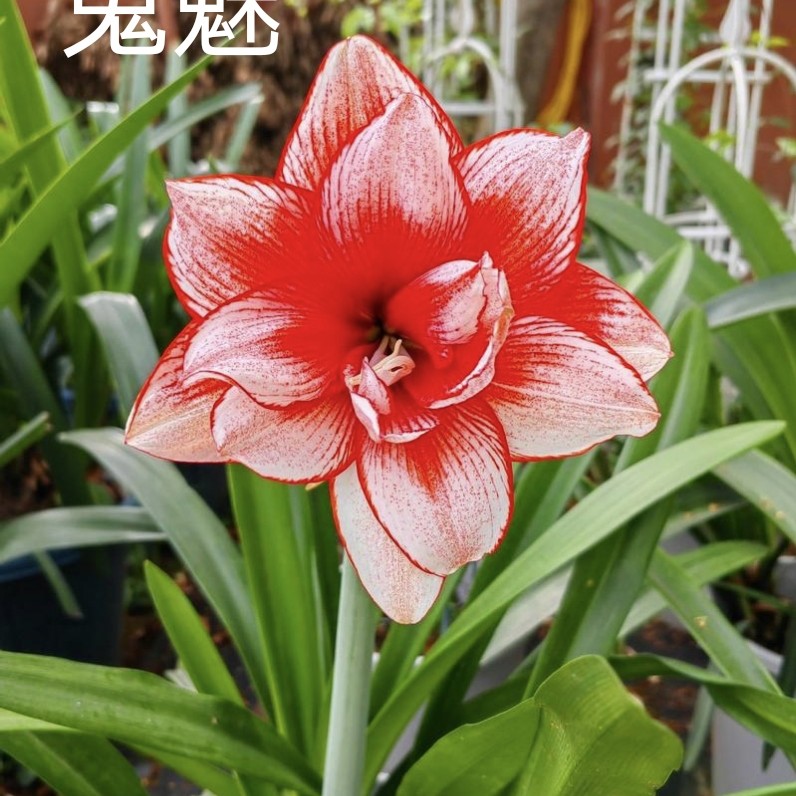 朱顶红，鬼魅盆栽，（没生根，）纯进口，开花勤，繁殖能力强，花朵大艳丽
