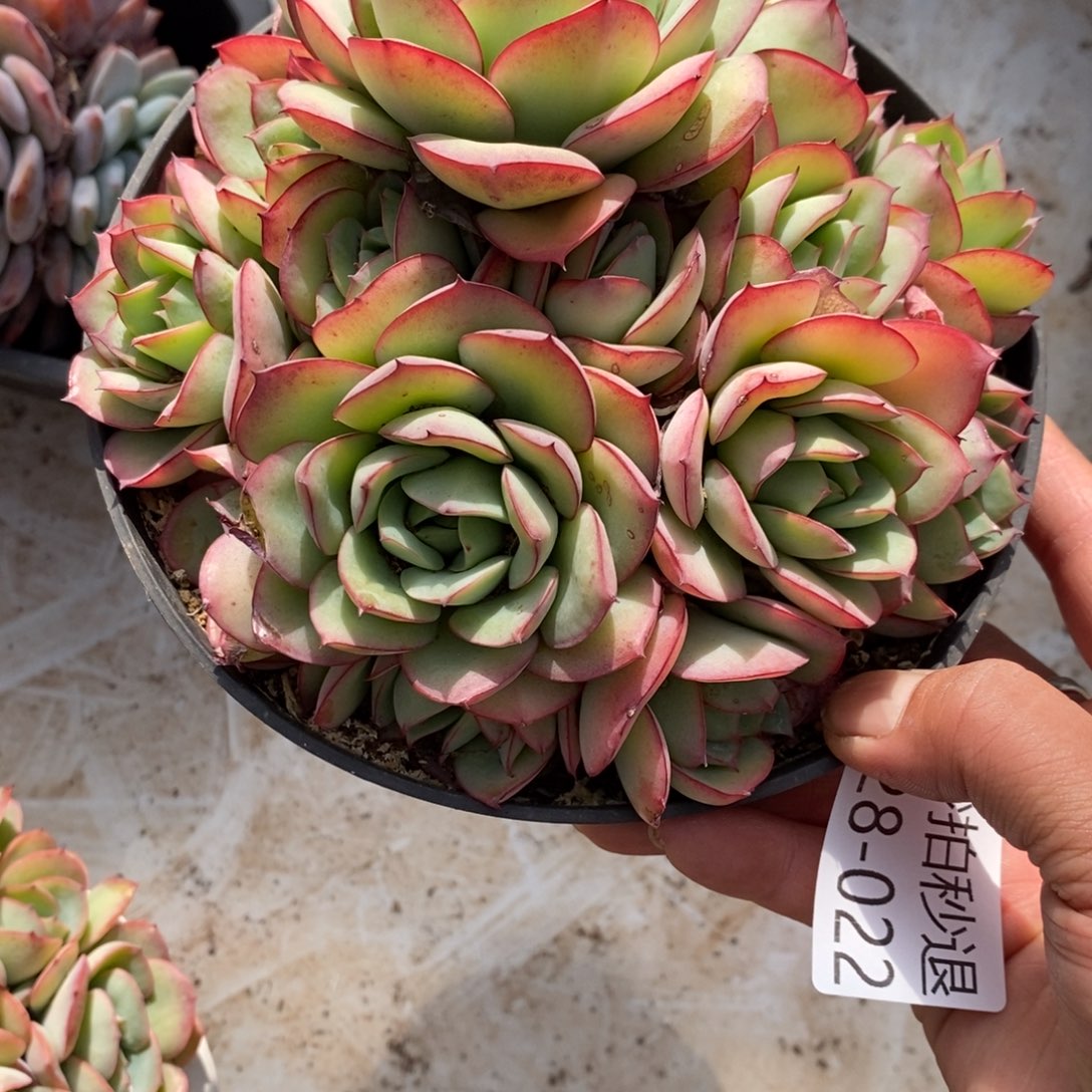 两单包邮1228-22牡丹亭