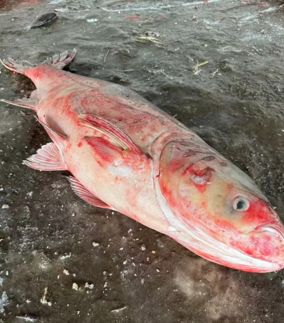 东北冷水野生胖头鱼包邮