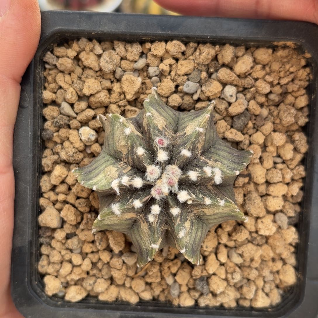 泰系天使之翼仙人球9