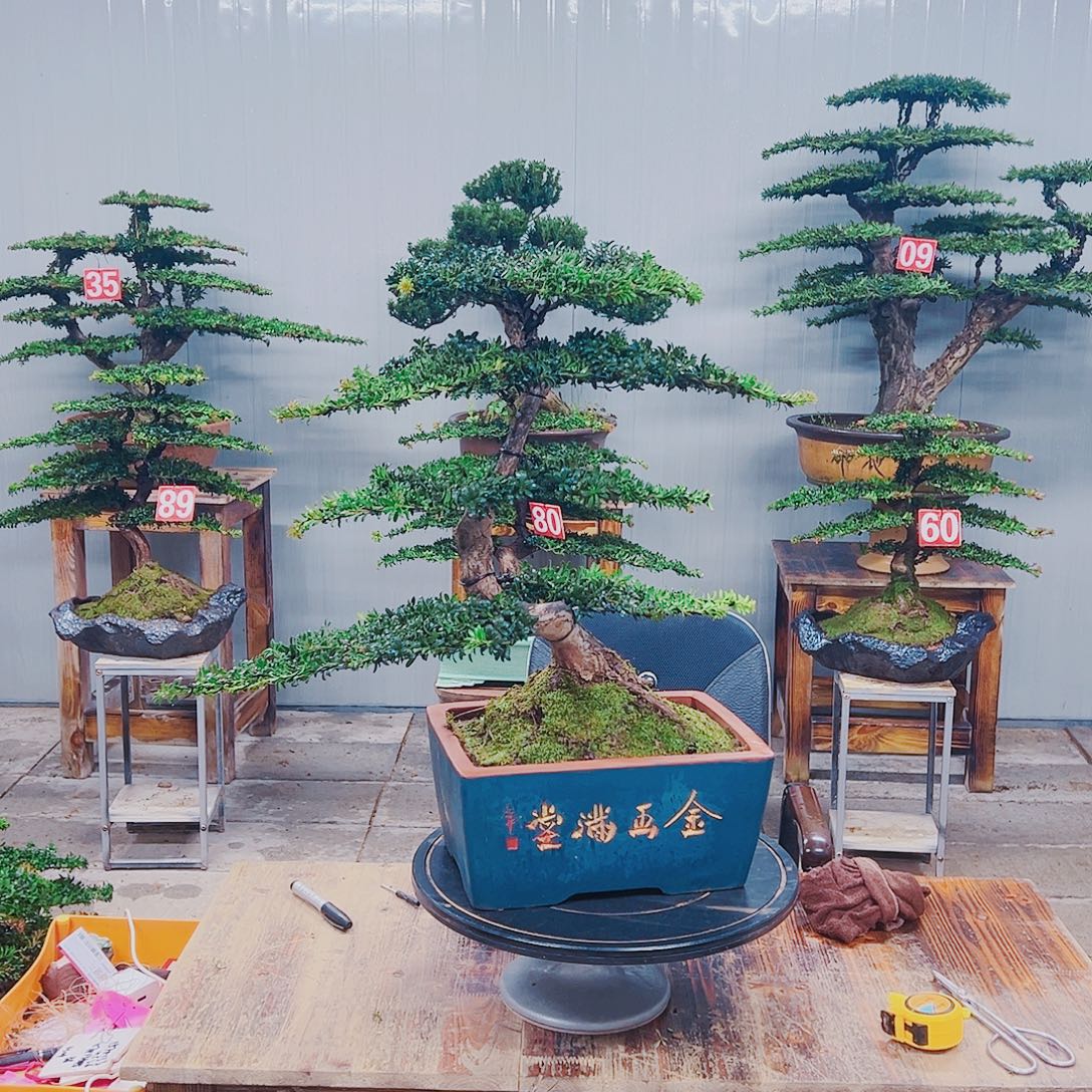 无花朵红芽珍珠罗汉松