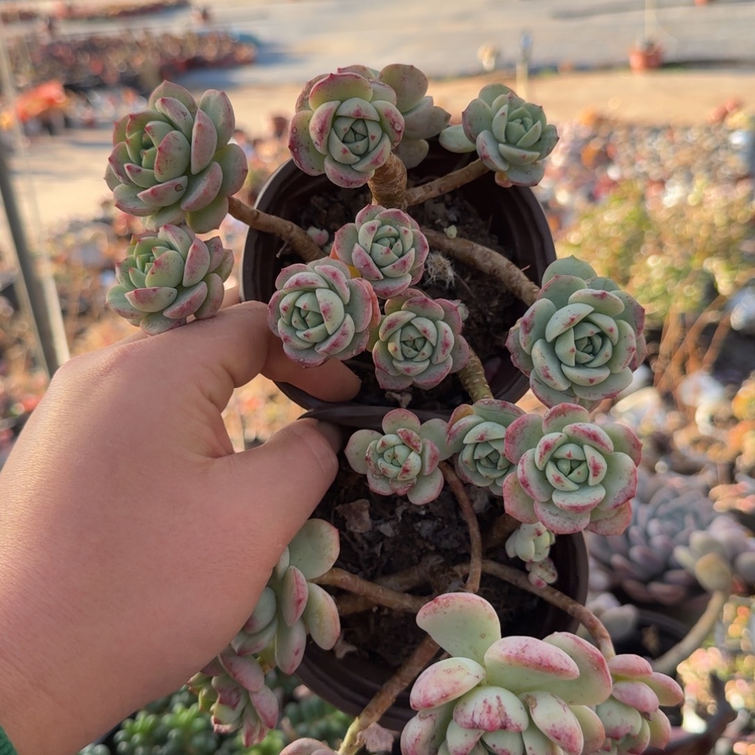 香草露养整装两盆