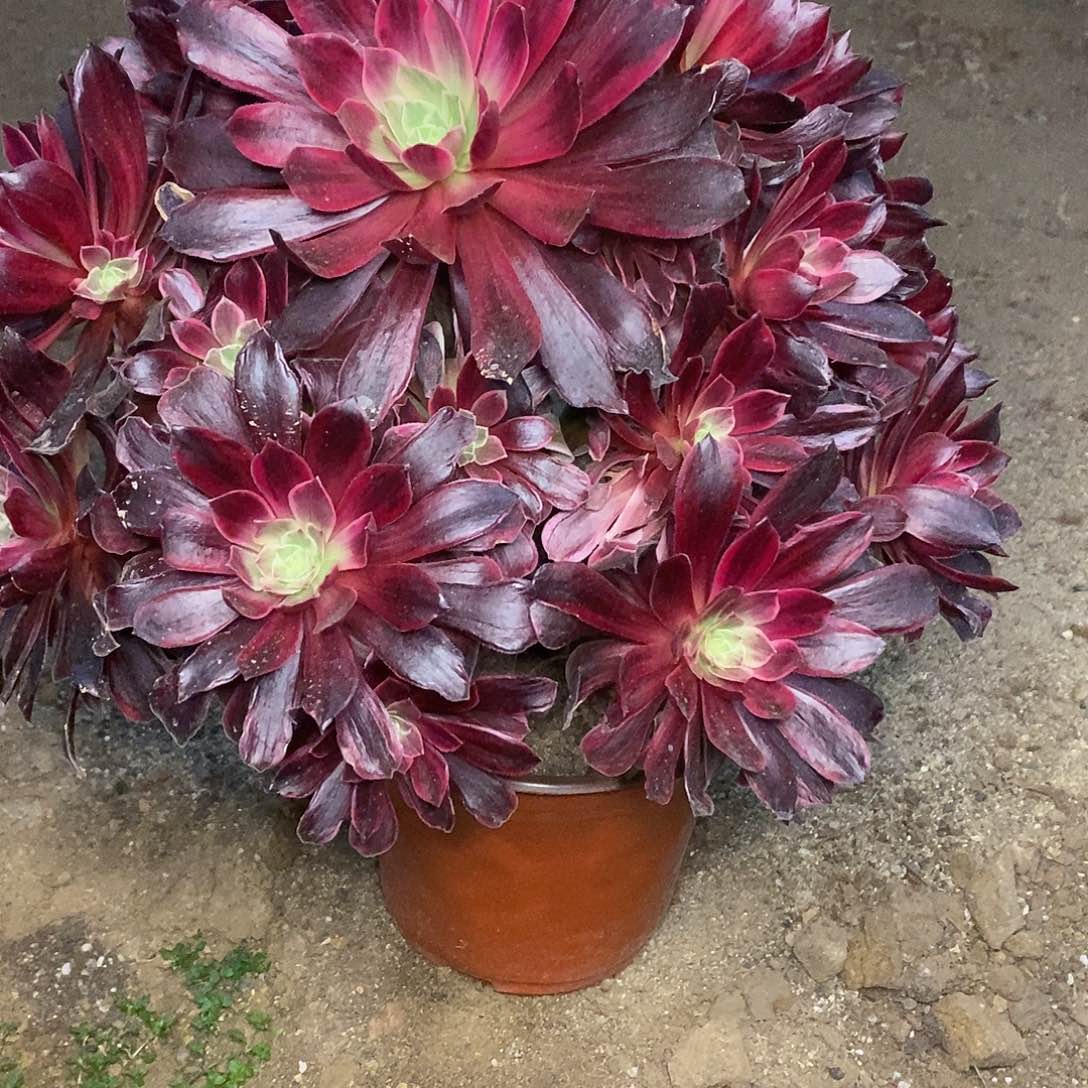 337婚纱多肉法师锦老桩冠幅40左右