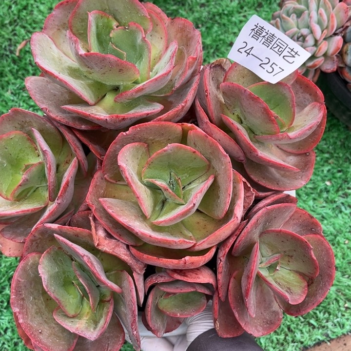 24-257大叶秀妍多肉植物