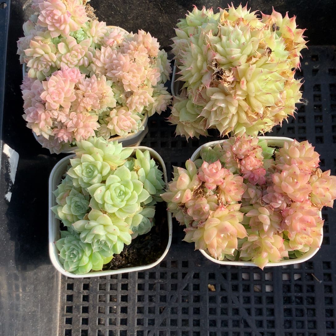 1217-16 麦秆套餐