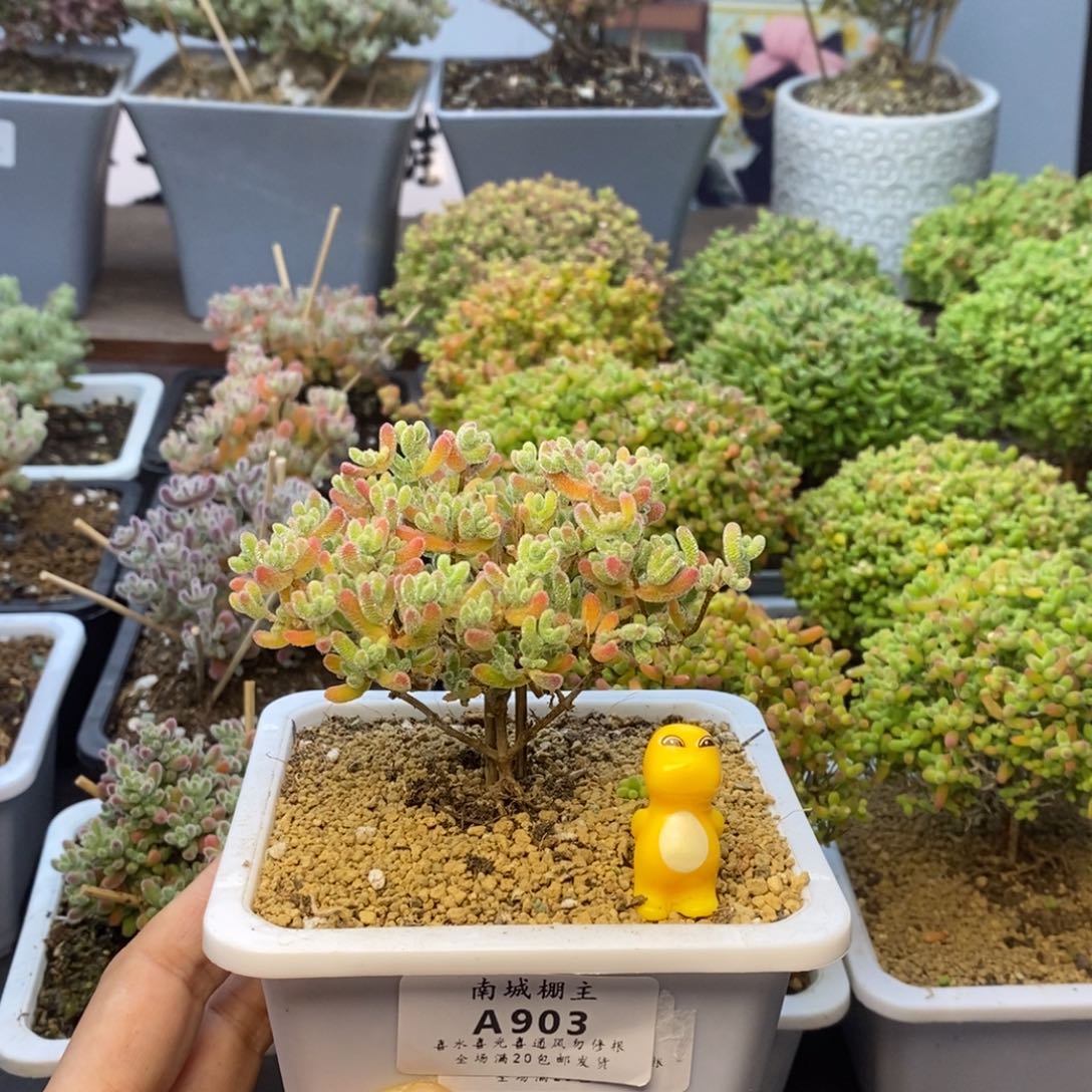 903优选冰晶枝干番杏