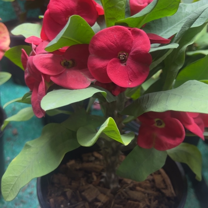 泰品扦插一物一拍