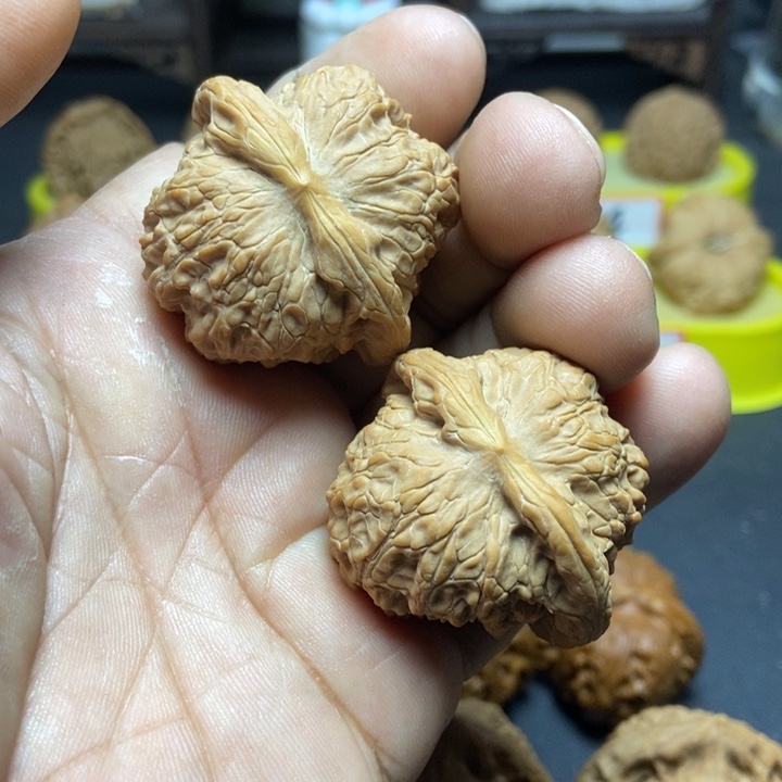 核桃山地血麒麟009