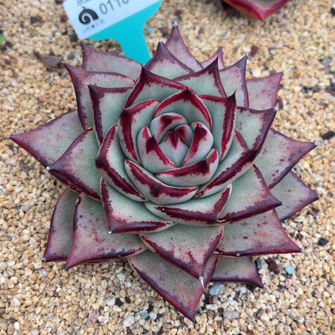 从前慢多肉精选编号0116.10