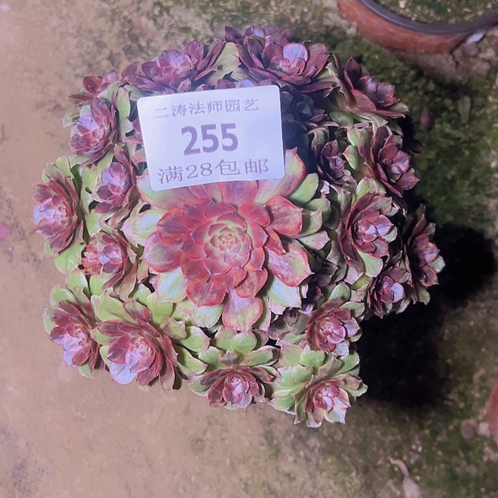 255万圣节红拉丝老桩