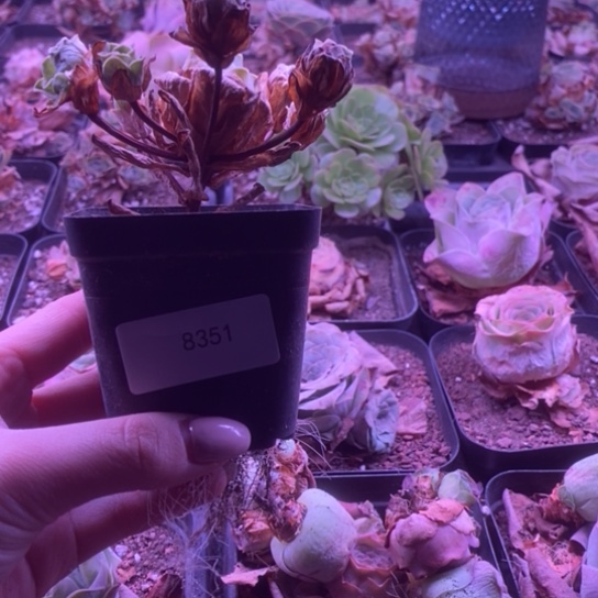 8351玫瑰玫瑰玫瑰