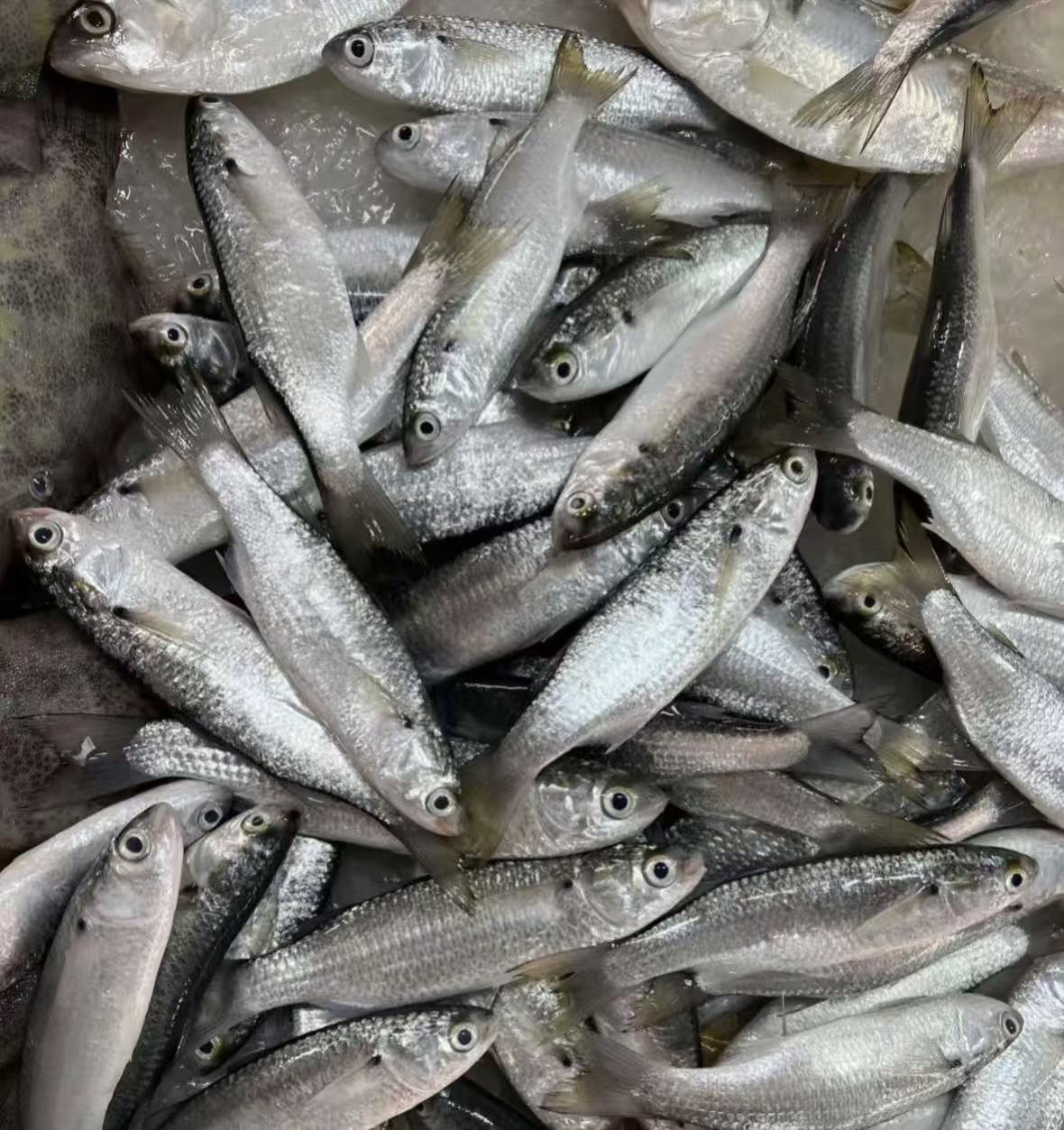 深海野生虫鱼！！【12条/斤】！！