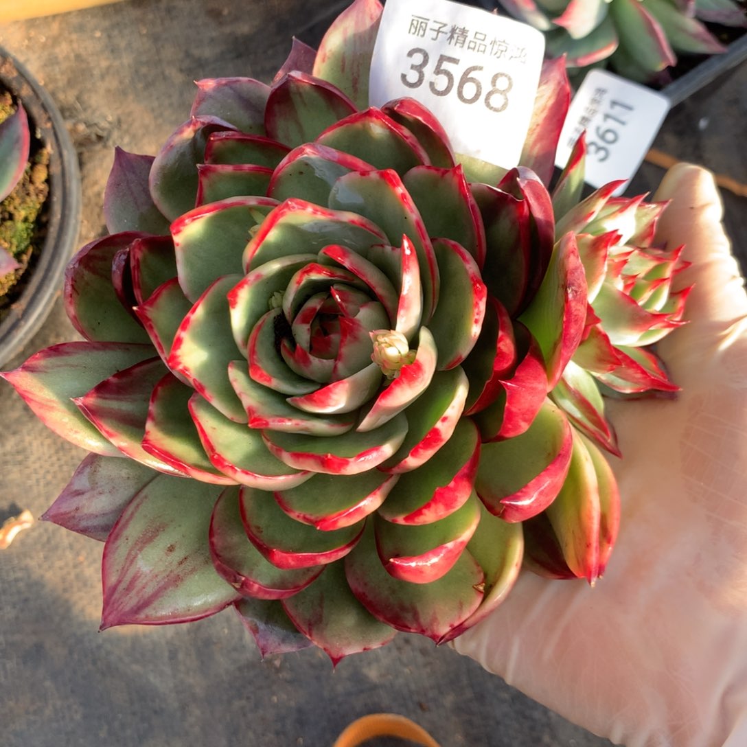 ****…3568一物一拍13厘米